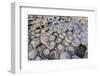 The Giants Causeway, County Antrim, Ulster, Northern Ireland, United Kingdom-Michael Runkel-Framed Photographic Print