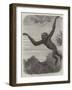 The Gibbon at the Zoological Society's Gardens-Friedrich Wilhelm Keyl-Framed Giclee Print