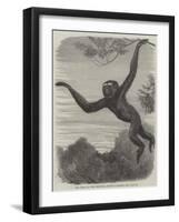 The Gibbon at the Zoological Society's Gardens-Friedrich Wilhelm Keyl-Framed Giclee Print