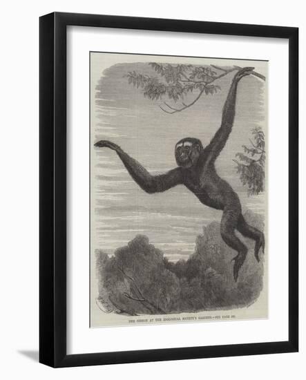 The Gibbon at the Zoological Society's Gardens-Friedrich Wilhelm Keyl-Framed Giclee Print