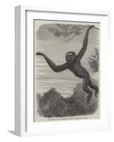 The Gibbon at the Zoological Society's Gardens-Friedrich Wilhelm Keyl-Framed Giclee Print
