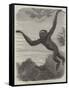 The Gibbon at the Zoological Society's Gardens-Friedrich Wilhelm Keyl-Framed Stretched Canvas