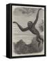 The Gibbon at the Zoological Society's Gardens-Friedrich Wilhelm Keyl-Framed Stretched Canvas