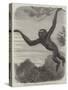 The Gibbon at the Zoological Society's Gardens-Friedrich Wilhelm Keyl-Stretched Canvas