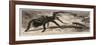 The Gigantic Mouse-Eating Spider at the Zoological Gardens-null-Framed Giclee Print