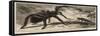 The Gigantic Mouse-Eating Spider at the Zoological Gardens-null-Framed Stretched Canvas
