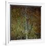 The Gilded Larch-Doug Chinnery-Framed Giclee Print