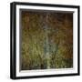 The Gilded Larch-Doug Chinnery-Framed Giclee Print