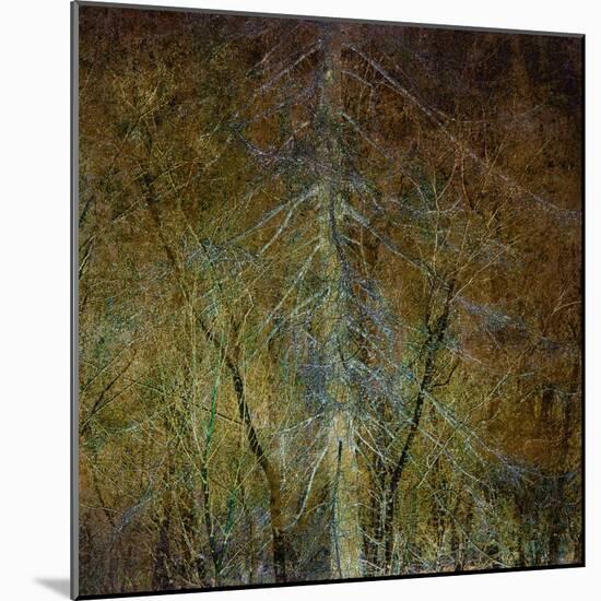 The Gilded Larch-Doug Chinnery-Mounted Giclee Print