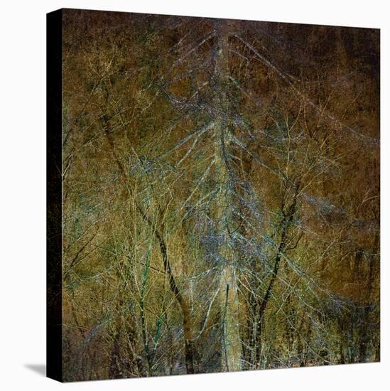 The Gilded Larch-Doug Chinnery-Stretched Canvas