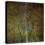 The Gilded Larch-Doug Chinnery-Stretched Canvas