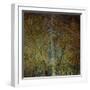 The Gilded Larch-Doug Chinnery-Framed Premium Giclee Print