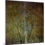 The Gilded Larch-Doug Chinnery-Mounted Premium Giclee Print