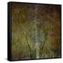 The Gilded Larch-Doug Chinnery-Framed Stretched Canvas