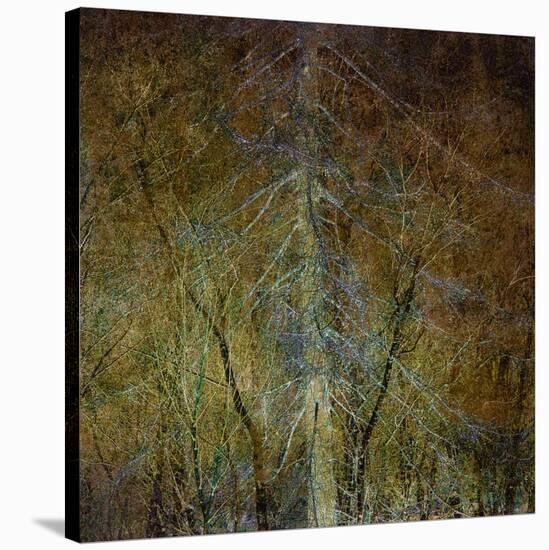 The Gilded Larch-Doug Chinnery-Stretched Canvas