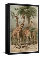 The Giraffe by Alfred Edmund Brehm-Stefano Bianchetti-Framed Stretched Canvas