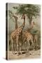 The Giraffe by Alfred Edmund Brehm-Stefano Bianchetti-Stretched Canvas