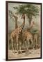 The Giraffe by Alfred Edmund Brehm-Stefano Bianchetti-Framed Giclee Print