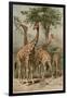 The Giraffe by Alfred Edmund Brehm-Stefano Bianchetti-Framed Giclee Print