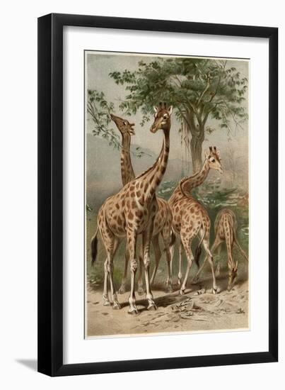 The Giraffe by Alfred Edmund Brehm-Stefano Bianchetti-Framed Giclee Print