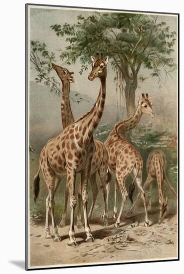 The Giraffe by Alfred Edmund Brehm-Stefano Bianchetti-Mounted Giclee Print