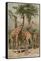 The Giraffe by Alfred Edmund Brehm-Stefano Bianchetti-Framed Stretched Canvas