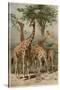 The Giraffe by Alfred Edmund Brehm-Stefano Bianchetti-Stretched Canvas