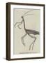 The Giraffe Cricket-null-Framed Giclee Print