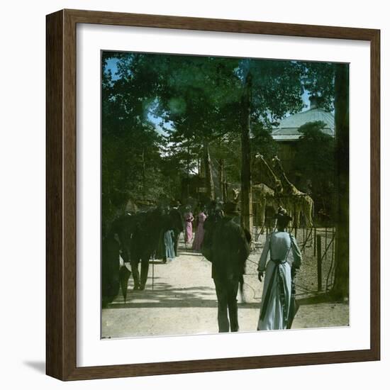 The Giraffe in the Jardin D'Acclimation, Paris (XVIth Arrondissement), Circa 1895-Leon, Levy et Fils-Framed Photographic Print