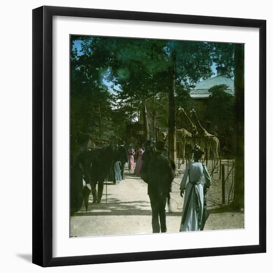 The Giraffe in the Jardin D'Acclimation, Paris (XVIth Arrondissement), Circa 1895-Leon, Levy et Fils-Framed Photographic Print