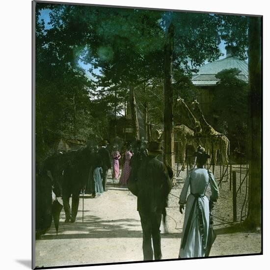 The Giraffe in the Jardin D'Acclimation, Paris (XVIth Arrondissement), Circa 1895-Leon, Levy et Fils-Mounted Photographic Print