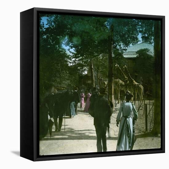 The Giraffe in the Jardin D'Acclimation, Paris (XVIth Arrondissement), Circa 1895-Leon, Levy et Fils-Framed Stretched Canvas