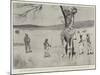 The Giraffe Presented to the Queen by King Khama on its Native Soil before the Voyage to England-Cecil Aldin-Mounted Giclee Print
