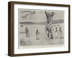 The Giraffe Presented to the Queen by King Khama on its Native Soil before the Voyage to England-Cecil Aldin-Framed Giclee Print