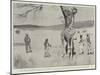 The Giraffe Presented to the Queen by King Khama on its Native Soil before the Voyage to England-Cecil Aldin-Mounted Giclee Print