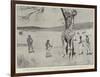 The Giraffe Presented to the Queen by King Khama on its Native Soil before the Voyage to England-Cecil Aldin-Framed Giclee Print