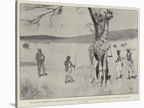 The Giraffe Presented to the Queen by King Khama on its Native Soil before the Voyage to England-Cecil Aldin-Stretched Canvas