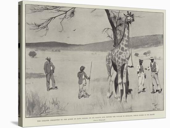 The Giraffe Presented to the Queen by King Khama on its Native Soil before the Voyage to England-Cecil Aldin-Stretched Canvas