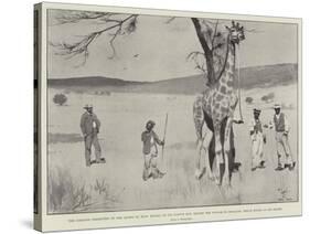 The Giraffe Presented to the Queen by King Khama on its Native Soil before the Voyage to England-Cecil Aldin-Stretched Canvas