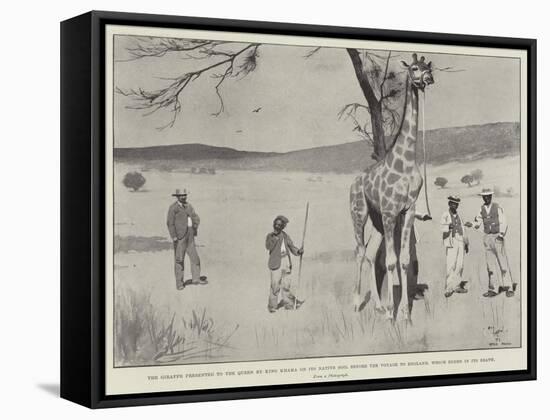 The Giraffe Presented to the Queen by King Khama on its Native Soil before the Voyage to England-Cecil Aldin-Framed Stretched Canvas