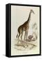 The Giraffe, 'Quadrupeds', from De Buffon-Georges-Louis Leclerc-Framed Stretched Canvas