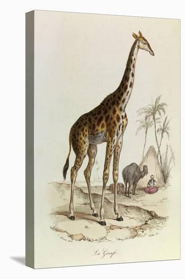 The Giraffe, 'Quadrupeds', from De Buffon-Georges-Louis Leclerc-Stretched Canvas