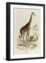 The Giraffe, 'Quadrupeds', from De Buffon-Georges-Louis Leclerc-Framed Art Print