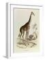 The Giraffe, 'Quadrupeds', from De Buffon-Georges-Louis Leclerc-Framed Art Print