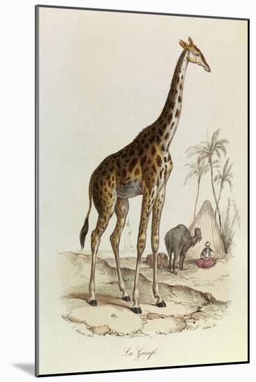 The Giraffe, 'Quadrupeds', from De Buffon-Georges-Louis Leclerc-Mounted Art Print