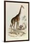 The Giraffe, 'Quadrupeds', from De Buffon-Georges-Louis Leclerc-Framed Art Print