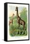 The Giraffe-null-Framed Stretched Canvas