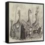 The Giraffes, and their Nubian Attendants, at the Surrey Zoological Gardens-null-Framed Stretched Canvas