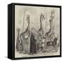 The Giraffes, and their Nubian Attendants, at the Surrey Zoological Gardens-null-Framed Stretched Canvas