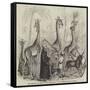 The Giraffes, and their Nubian Attendants, at the Surrey Zoological Gardens-null-Framed Stretched Canvas